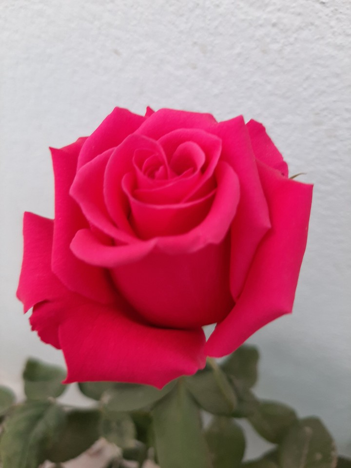 red rose