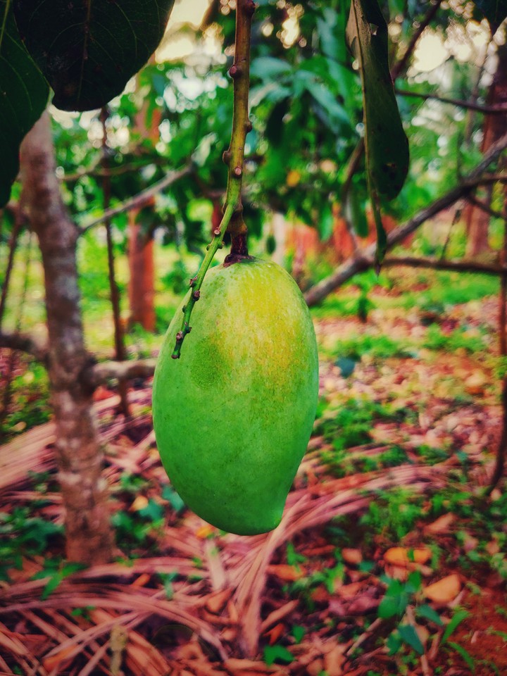 mango