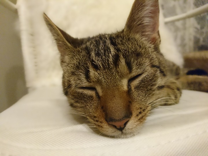so tired cat