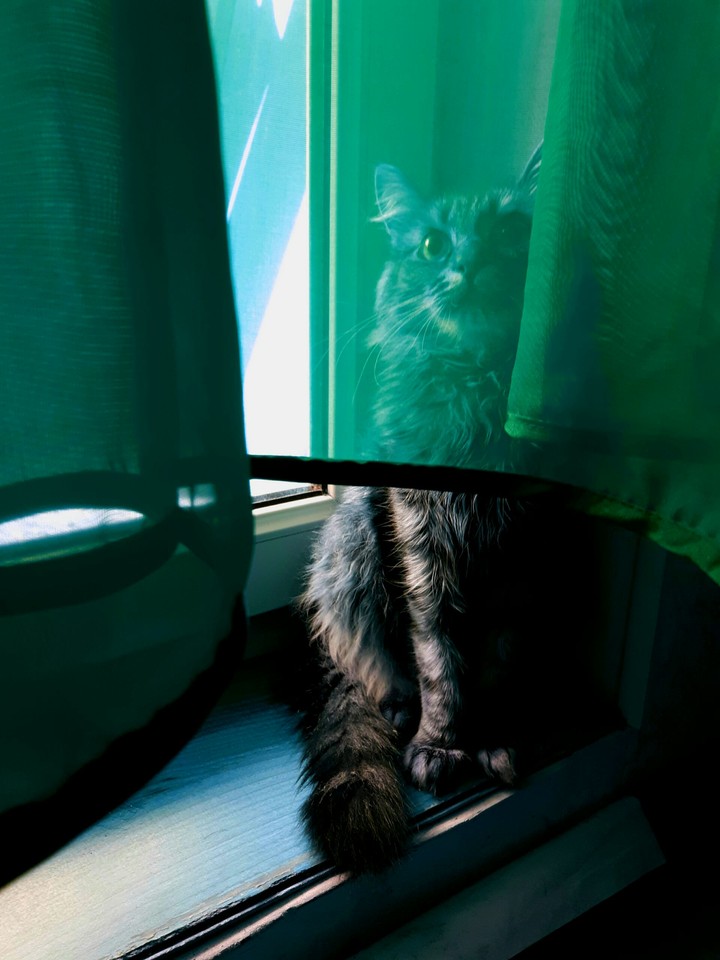 My Sweety Cat