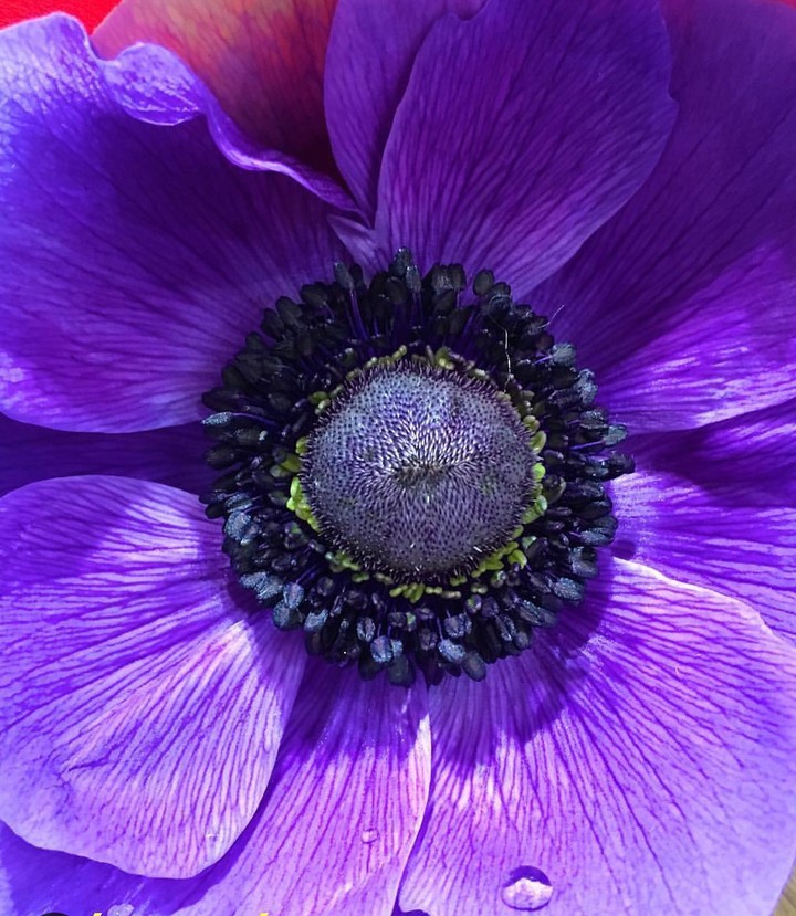 purple anemone.. Fialová