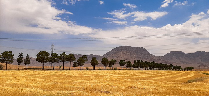 wheat land/isfahan/iran