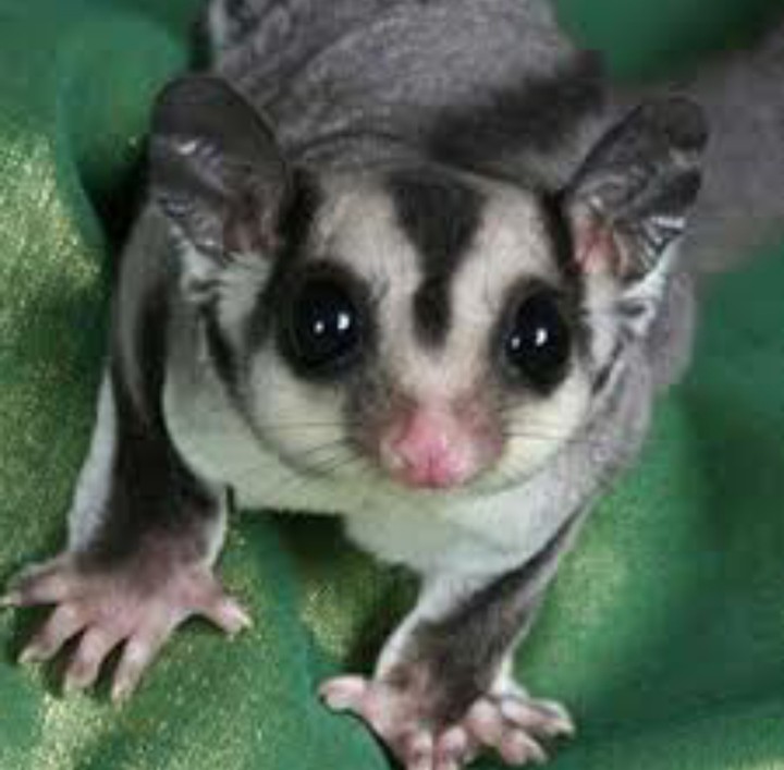 EXOTIC ANIMAL