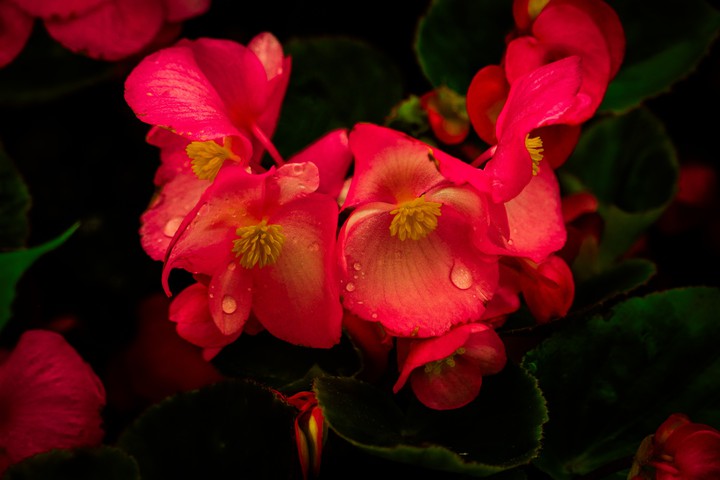 Flowers??