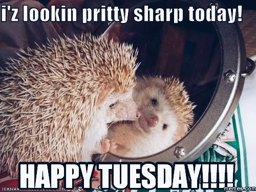 Good Morning  Tuesday