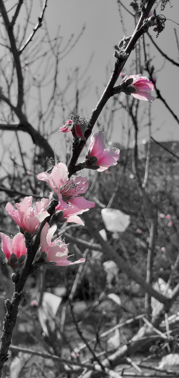 bloom