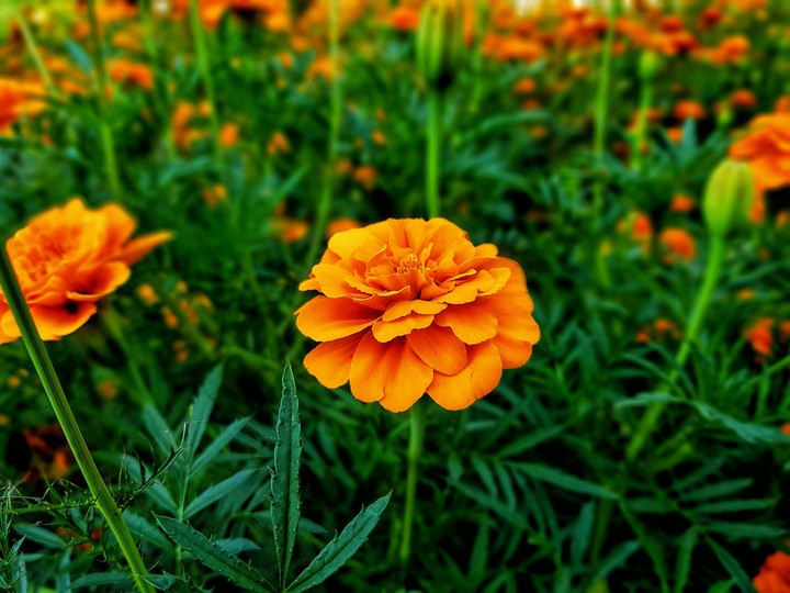 flowers