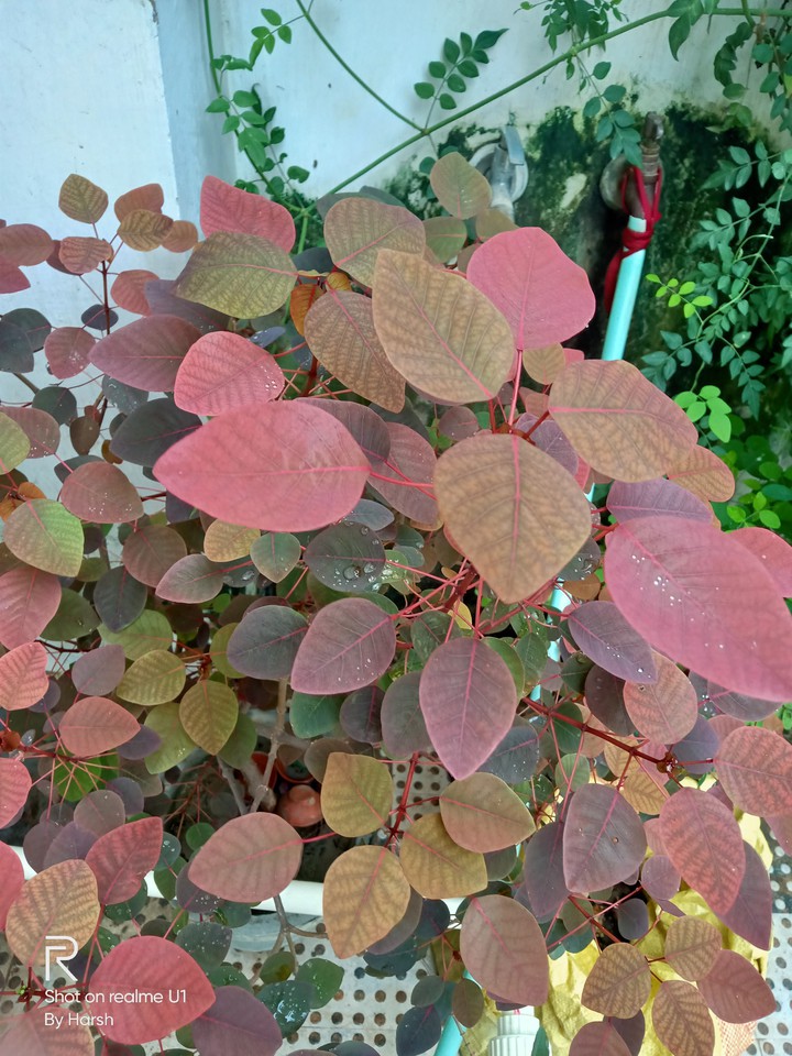 Red Plant