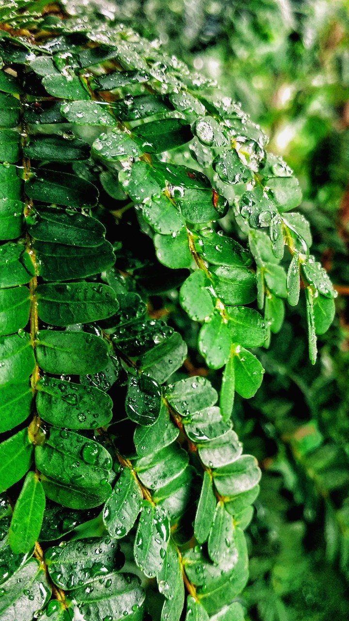 Tree in Rain