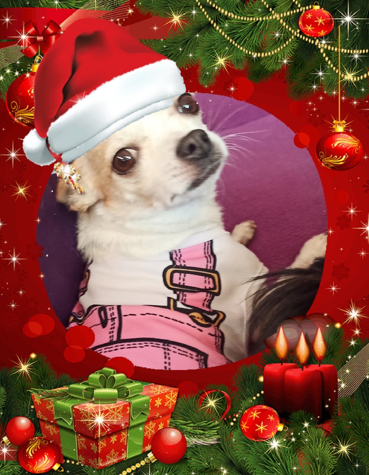 Christmas Dog
