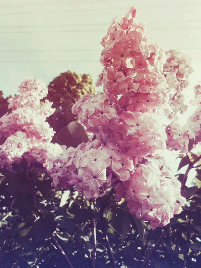 flowers