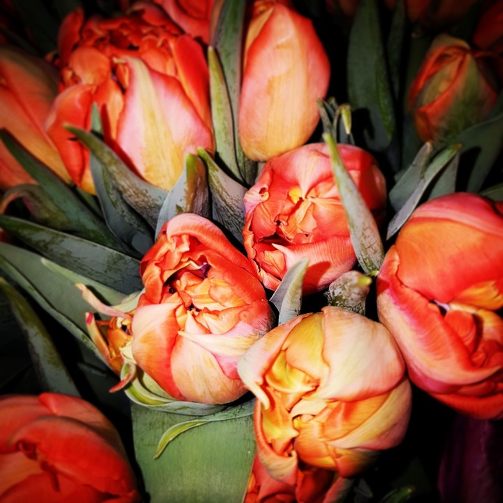 tulipani