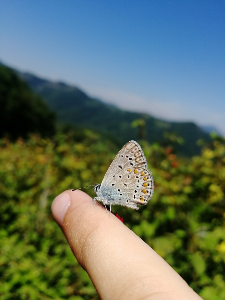 Butterflies