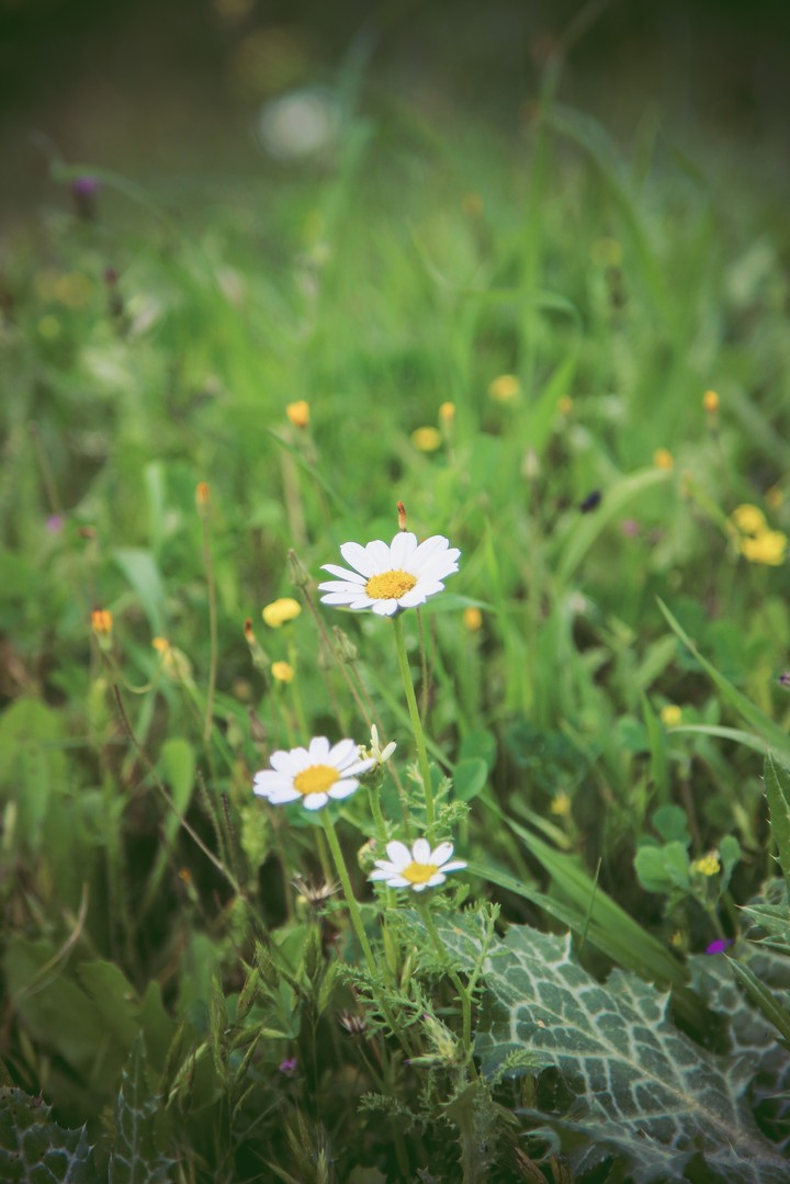 Grass