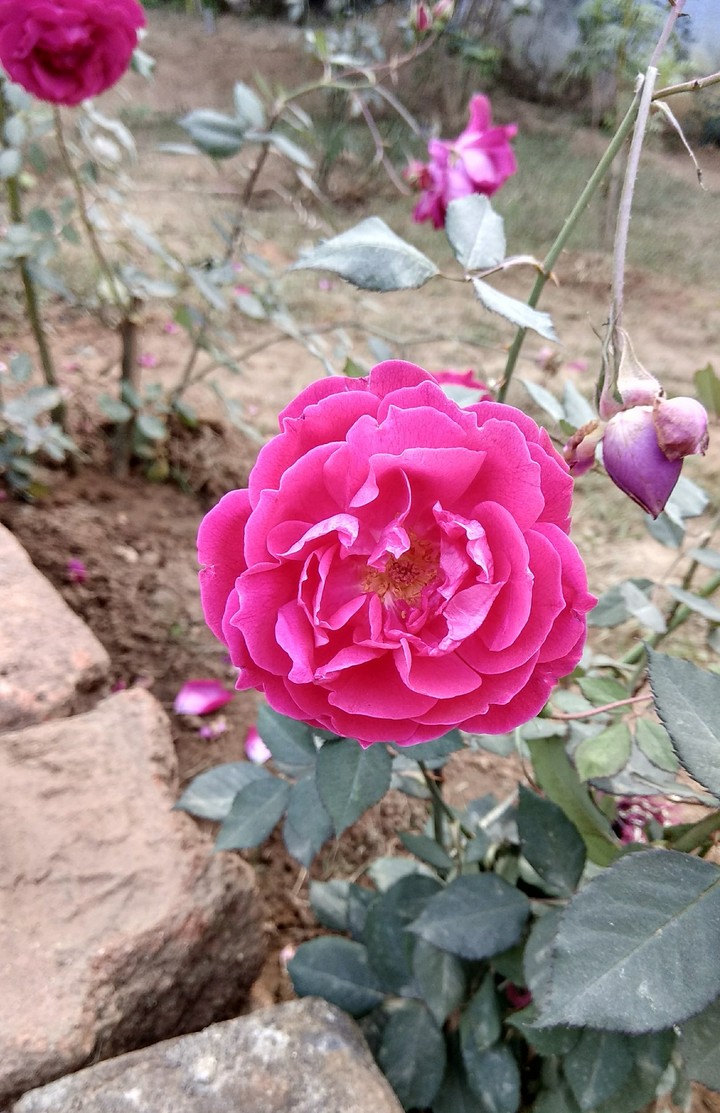 Red Rose
