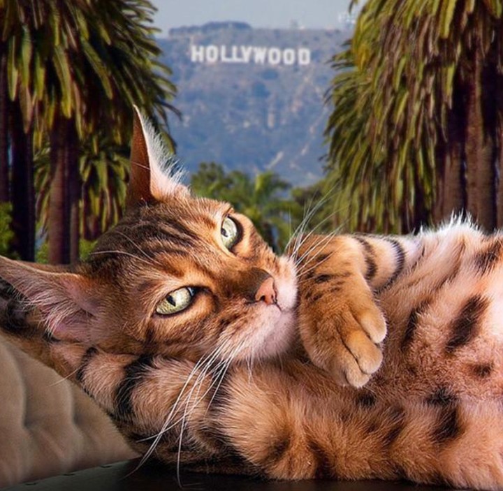 cat