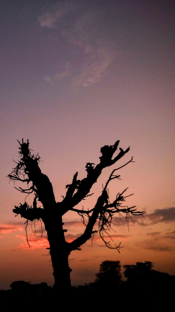 evening