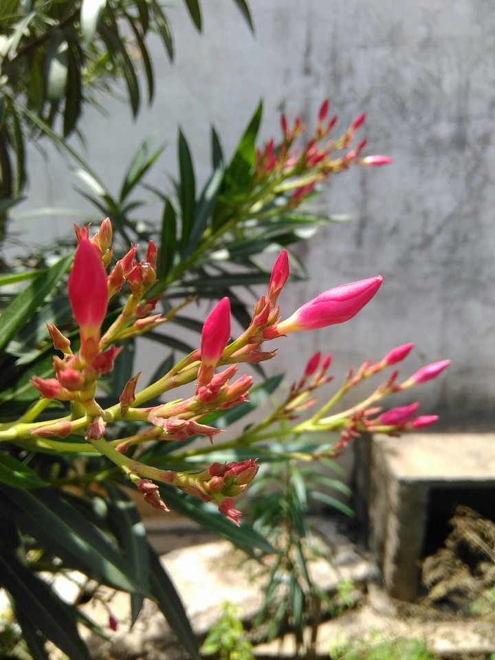 Beautiful flowers