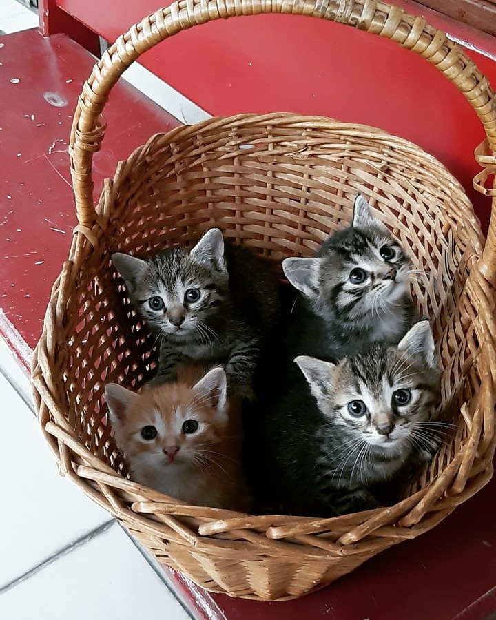 kitties