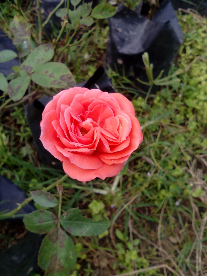 Bright beauty