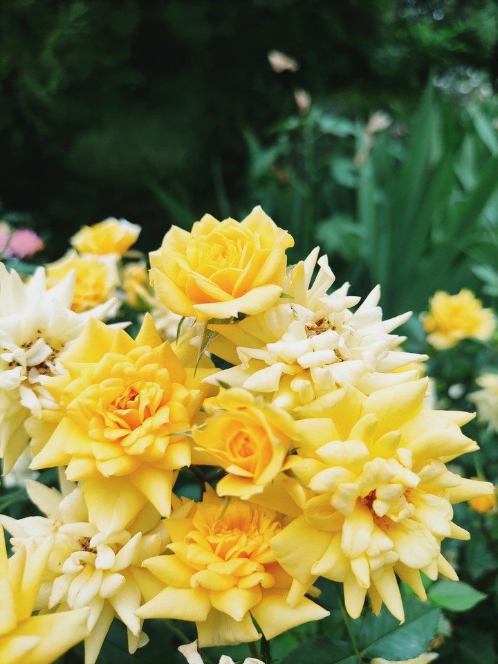 Yellow love ?