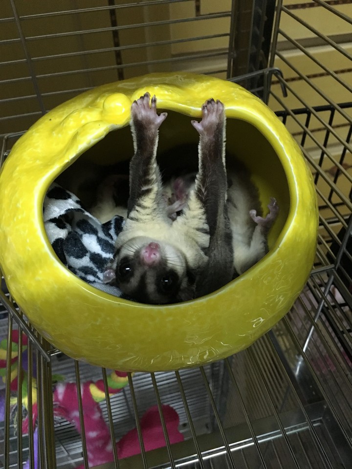 sugar glider 蜜袋鼯