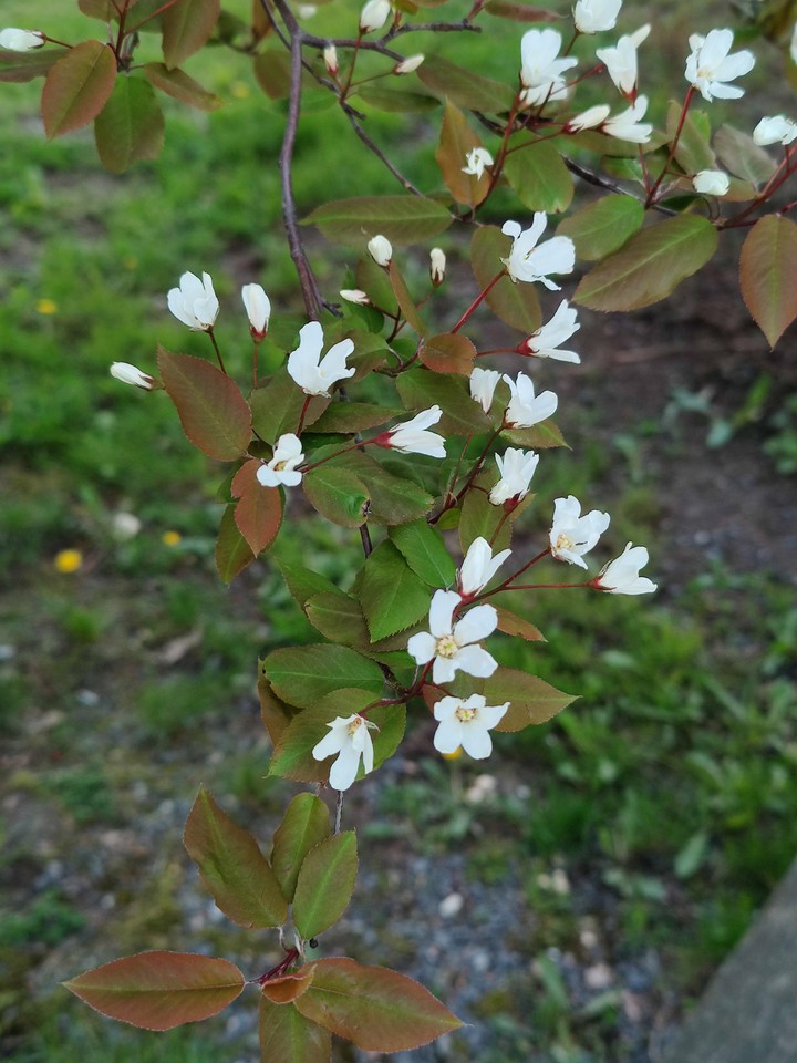 Spring