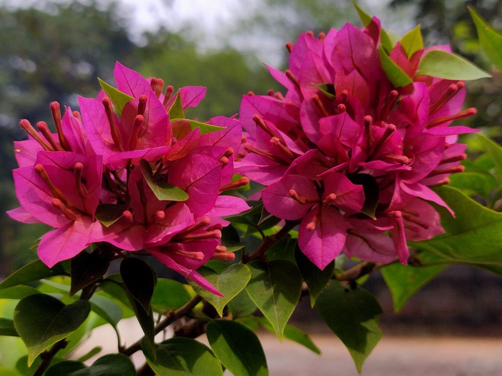 Bougainville