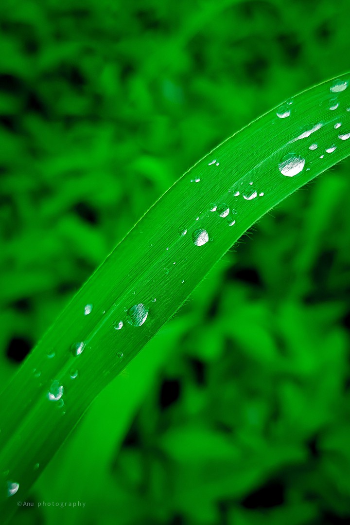 raindrops
