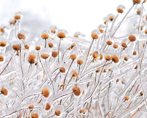 Frozen