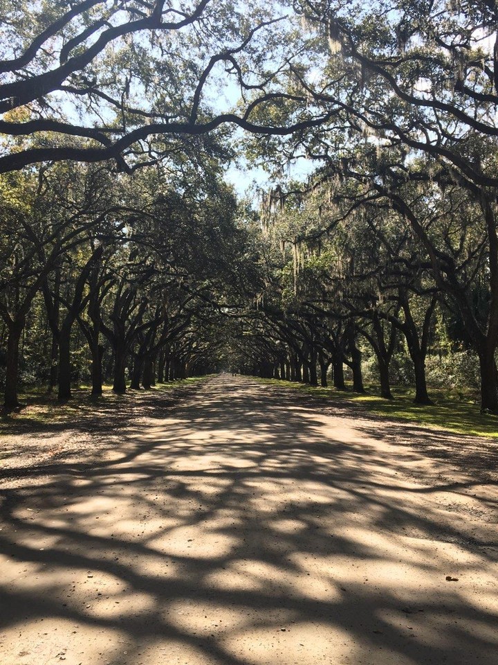 Tree walkway