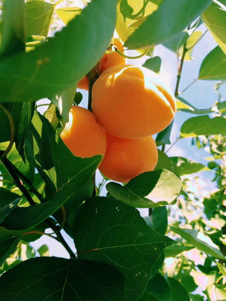 Juicy apricots