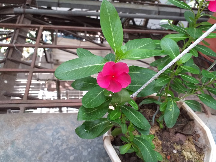 Flower