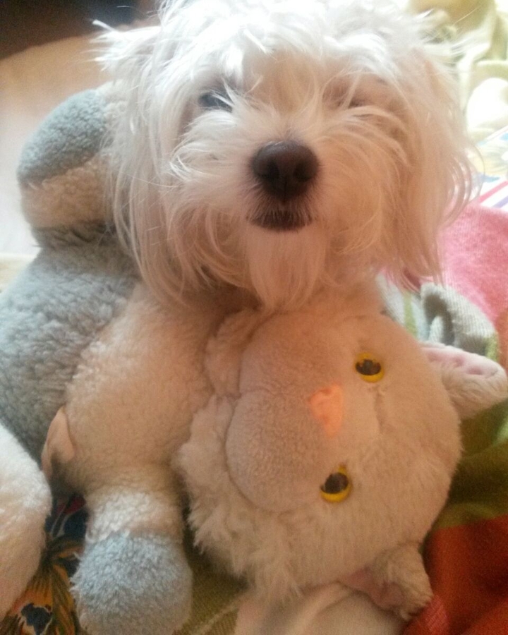 dog