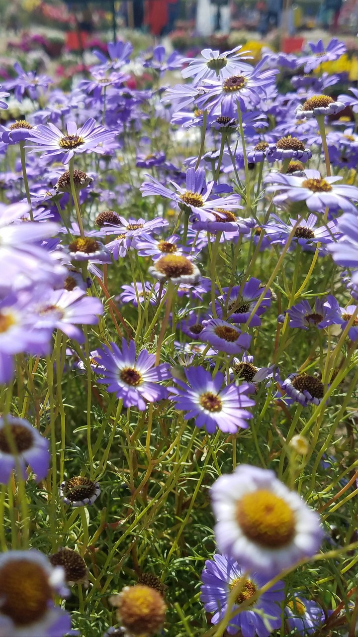 flowers