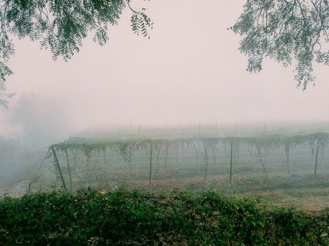 Veggie field