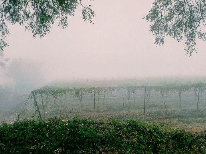 Veggie field