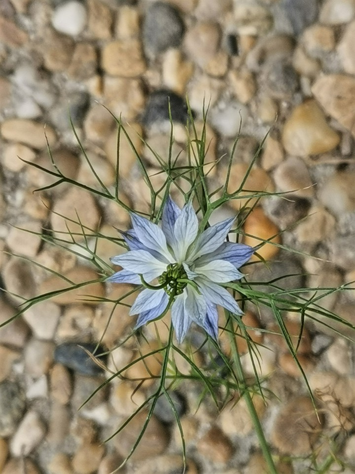 Florale