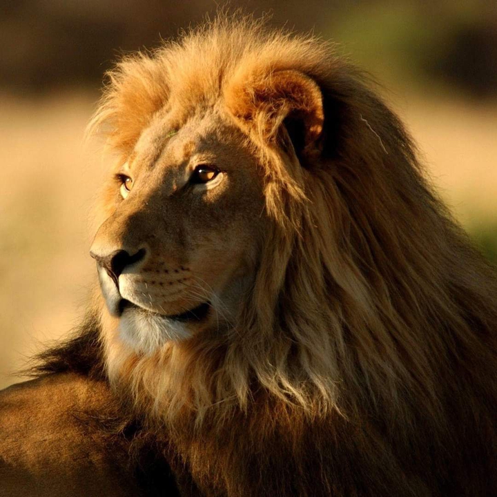 lion