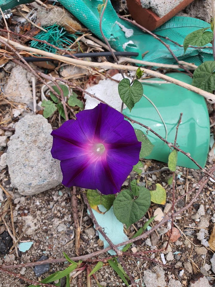 morning glory