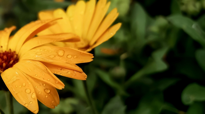 Yellow or Orange?