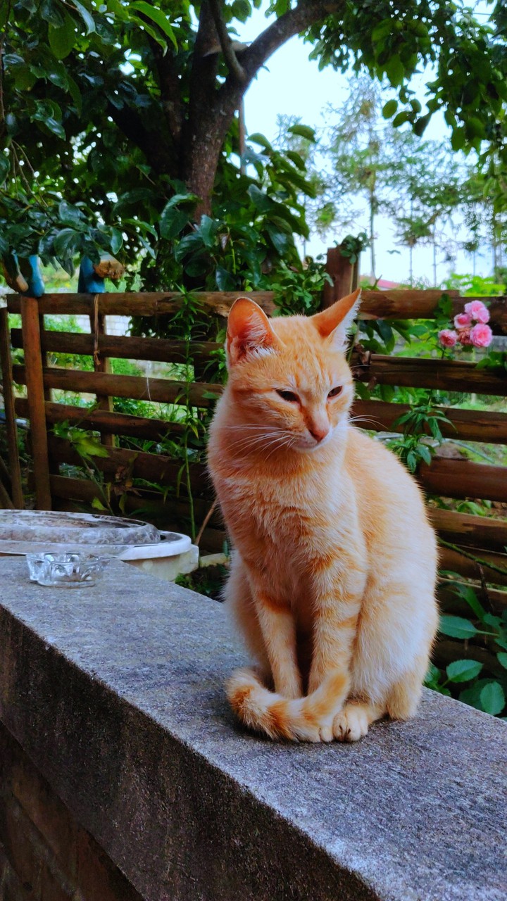 Cat