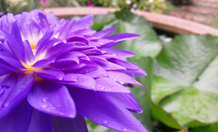 Lotus