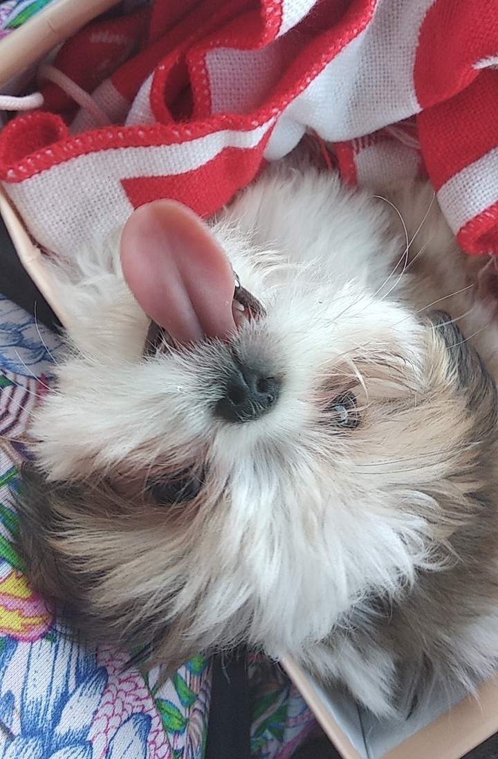 dog
