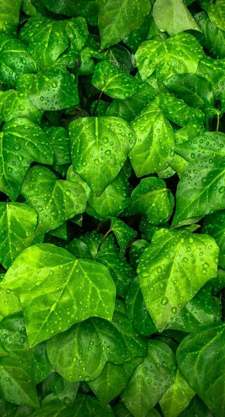 le printemps
