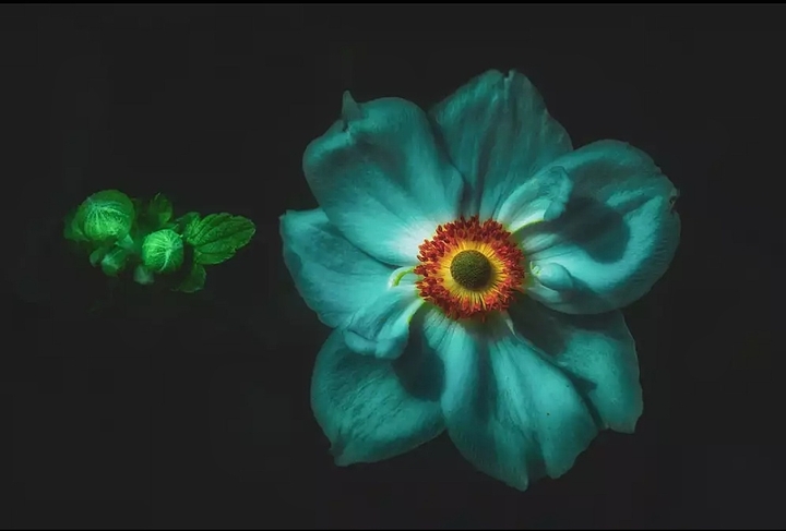 blossom