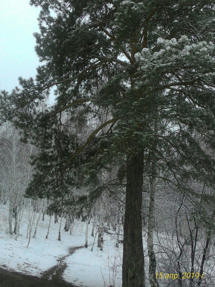Сибирь