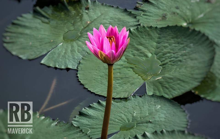 Glowy Lotus at the dawn! 