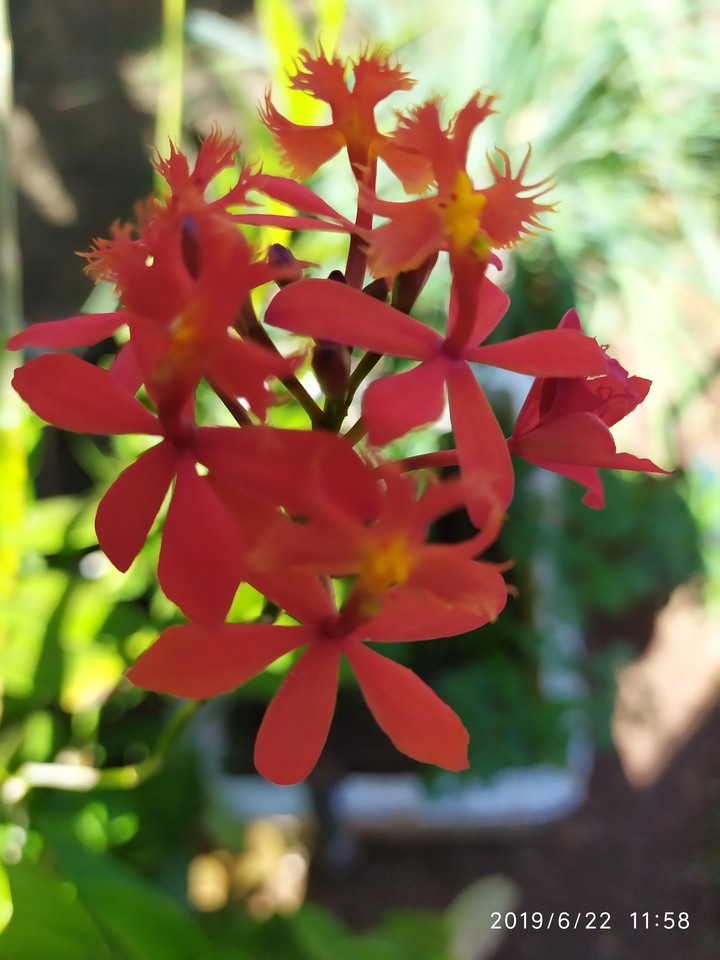 flores da mariola