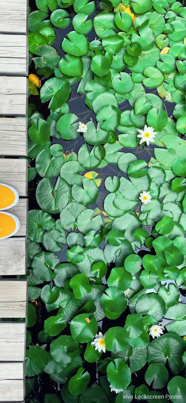 Lotus